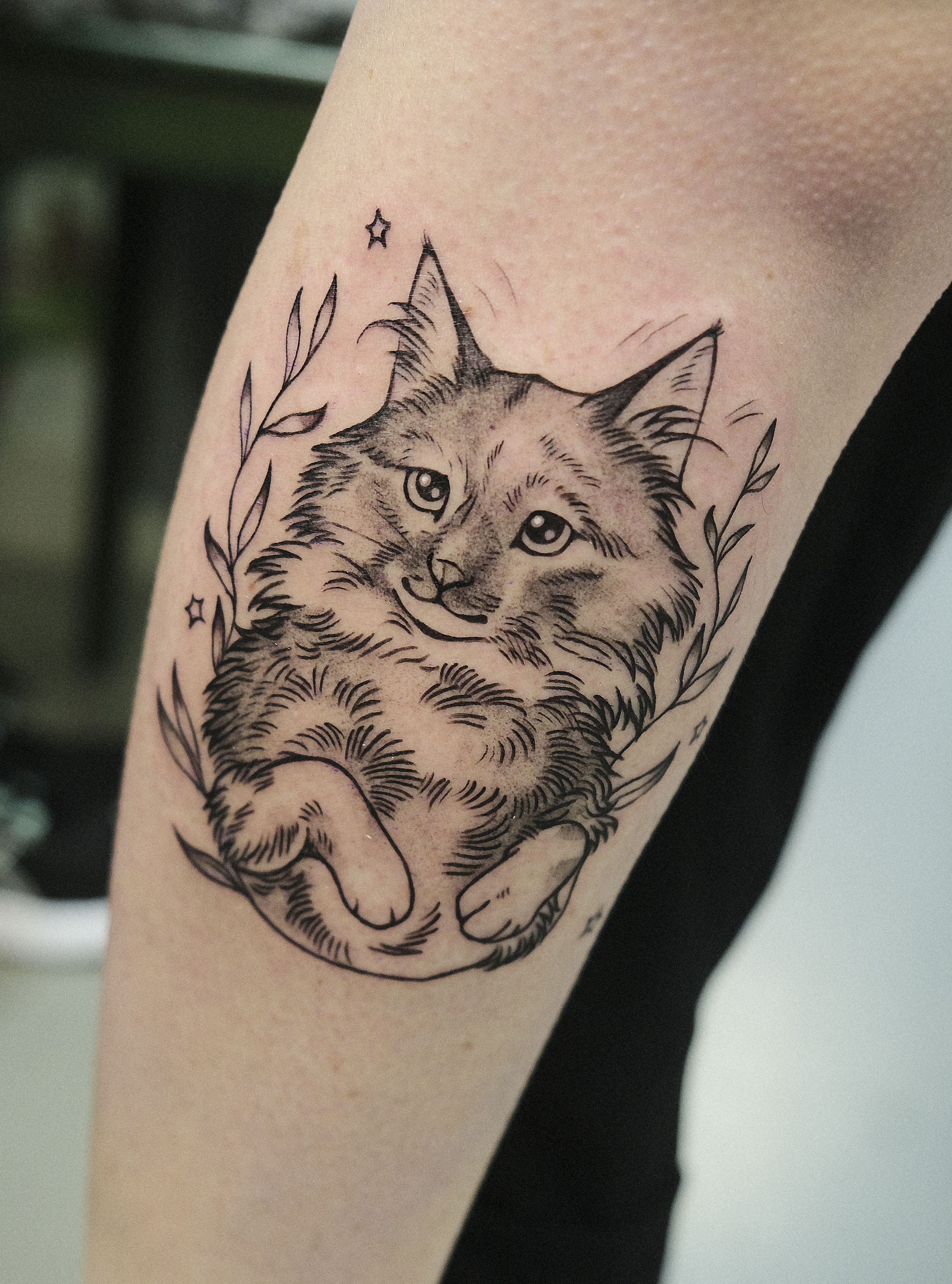Gatinho.png