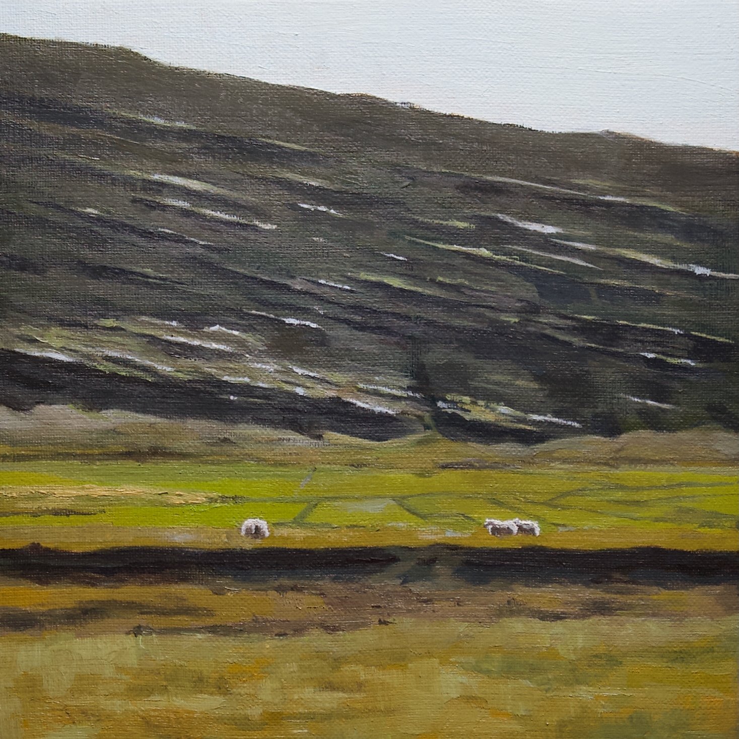 Three sheep, 24cm x 24cm x 2cm, oil on linen, 2024