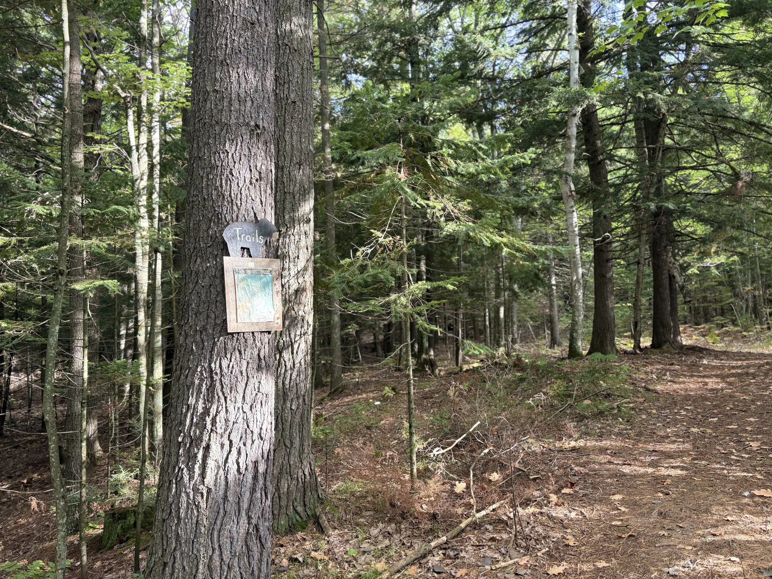 Guest hiking the North Country Trail through old-growth forest near Bear Tree Homestead