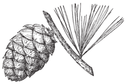 Silhouette of a pinecone and a palm leaf against a black background.