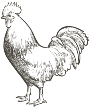 Black and white illustration of a rooster with detailed feathers and a prominent comb.