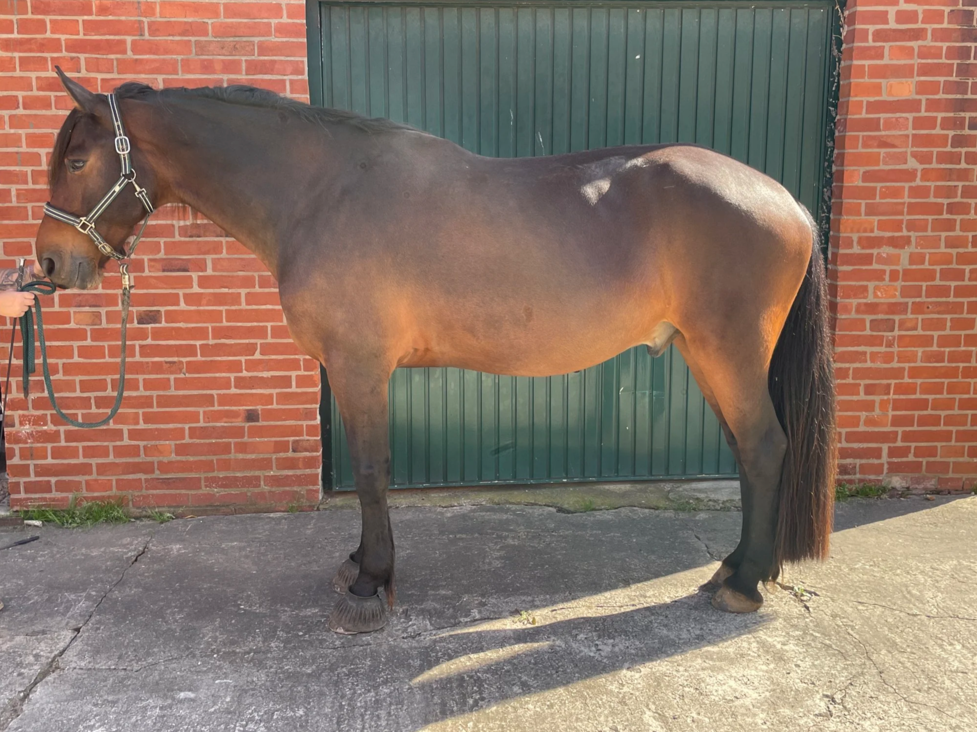 Ein brauner Pferd steht seitlich vor einer roten Backsteinmauer mit grüner Tor. Die Person hält das Halfter des Pferdes.