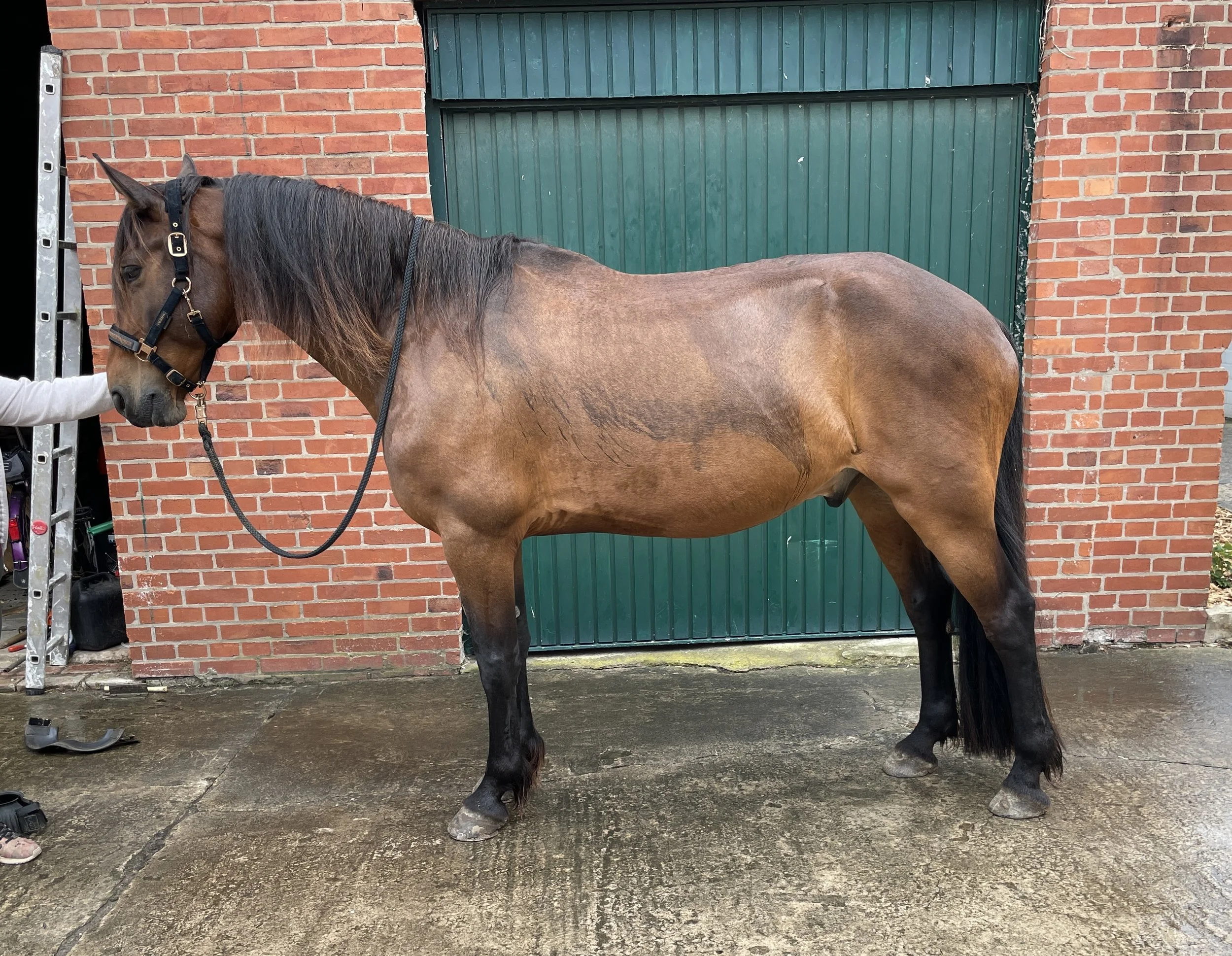 Ein brauner Pferd steht auf einer nassen Betonfläche vor einer grünen Tür und einer roten Backsteinmauer, gehalten von einer Person, die am linken Rand sichtbar ist.