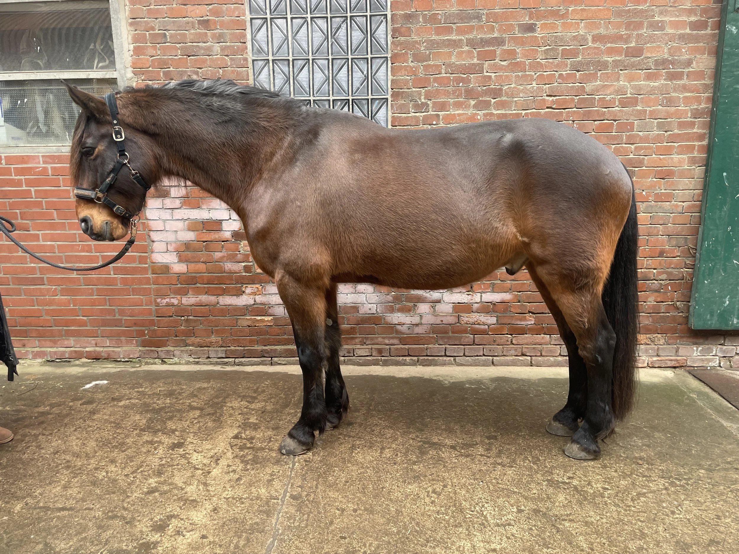 Braunes Pony mit schwarzem Schwanz und Mähne, steht auf einer Betonfläche vor einer Backsteinmauer. Es trägt ein schwarzes Halfter.