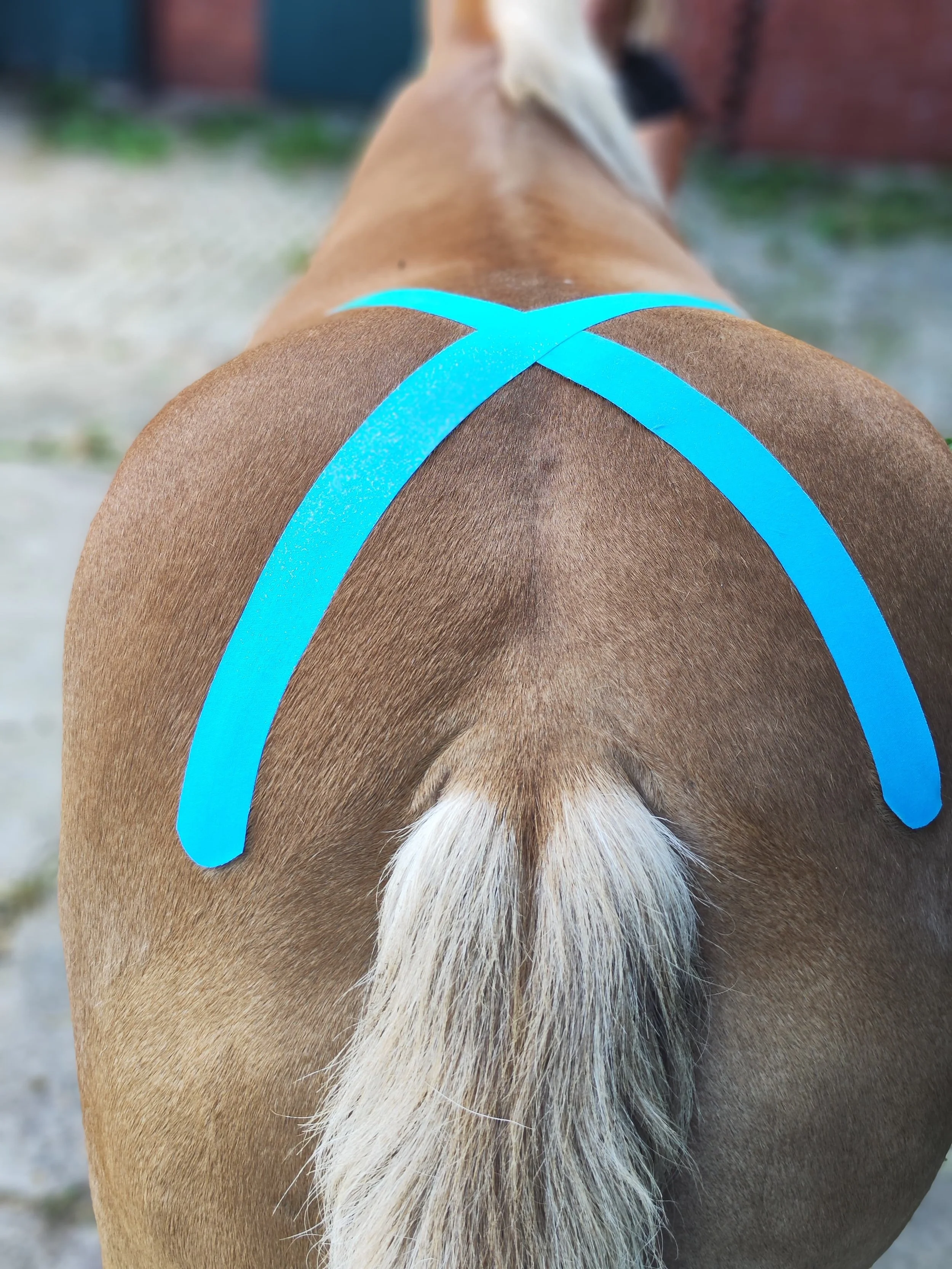 Ein brauner Hund mit blauer Markierung auf dem Rücken, Blick von hinten.