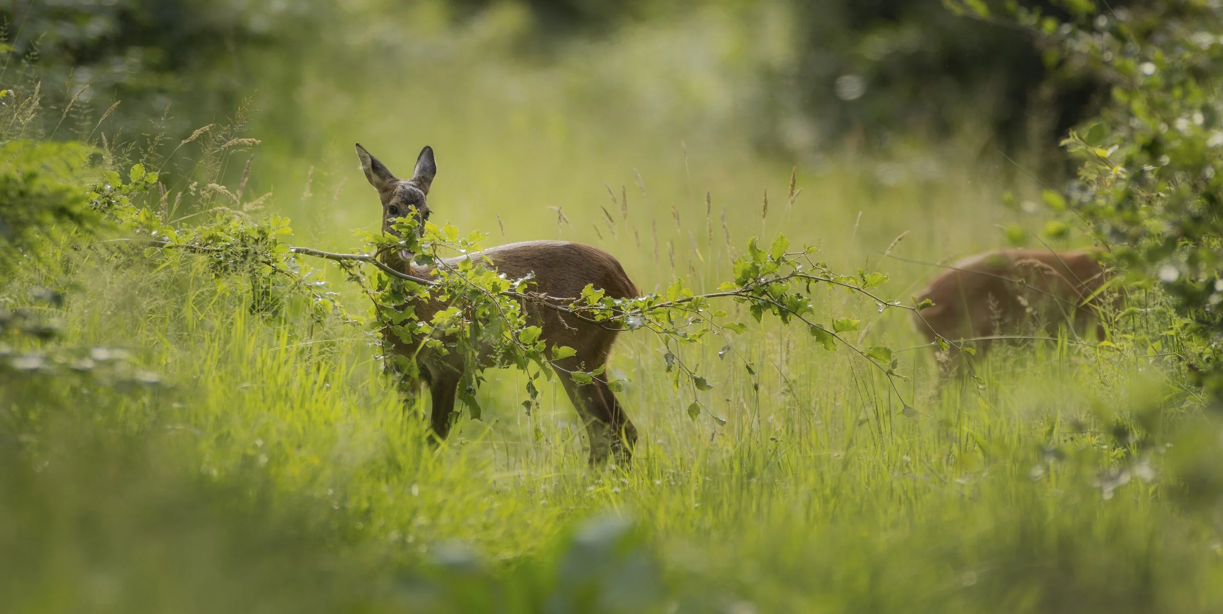 Deer 1.jpg