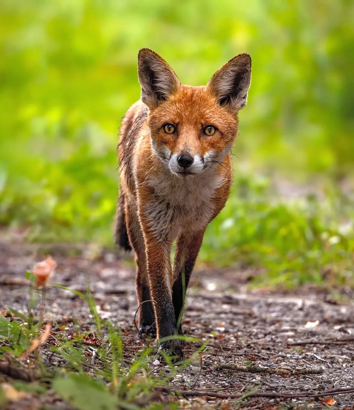 A fox walking on a forest trail with green foliage in the background.