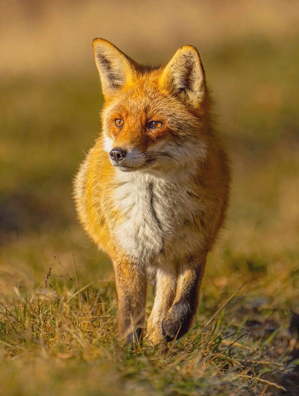 A red fox walking through grass in a natural setting.