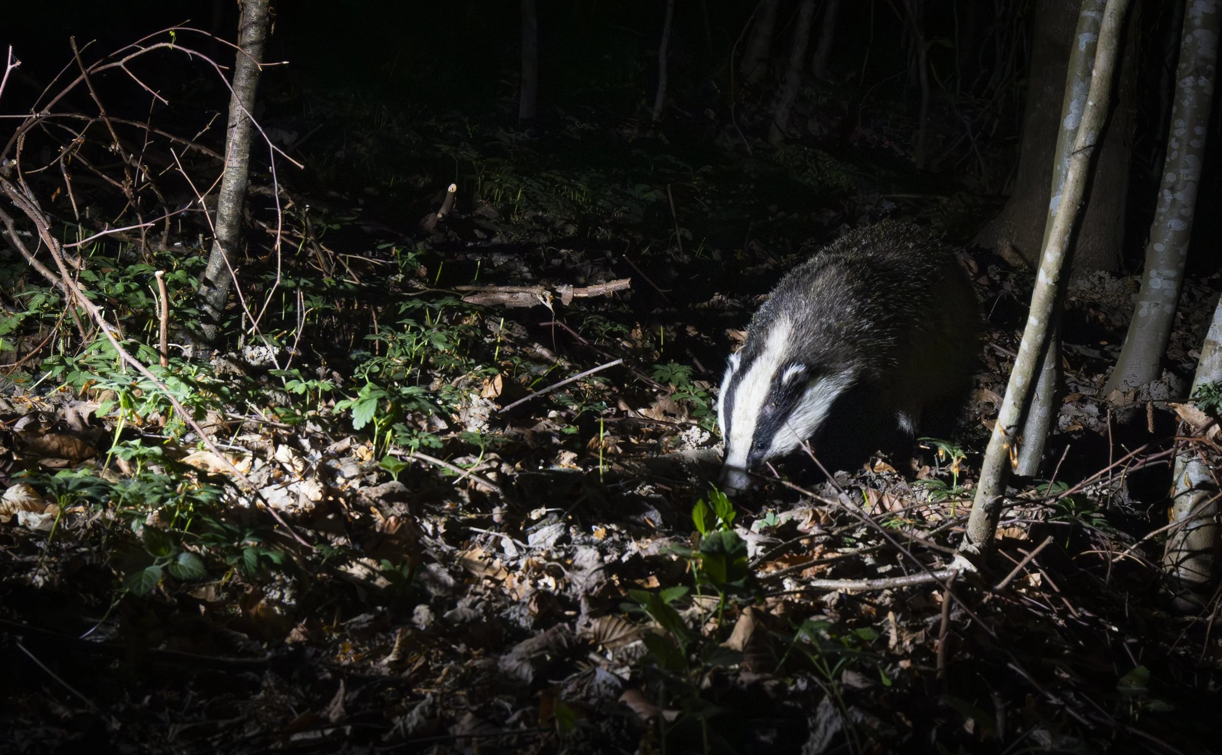 Badger Camera Trap.jpg
