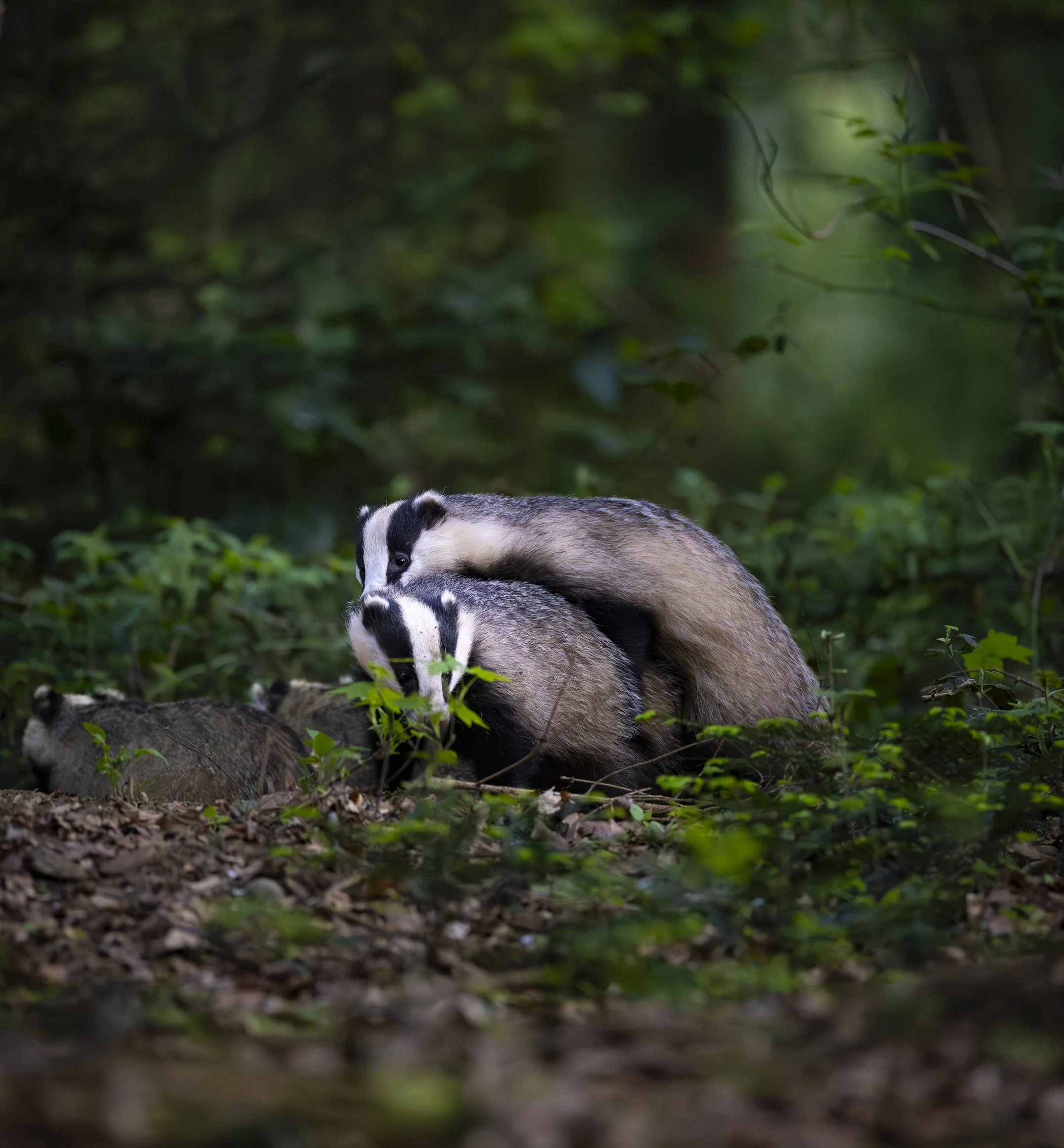 Badger 2.jpg