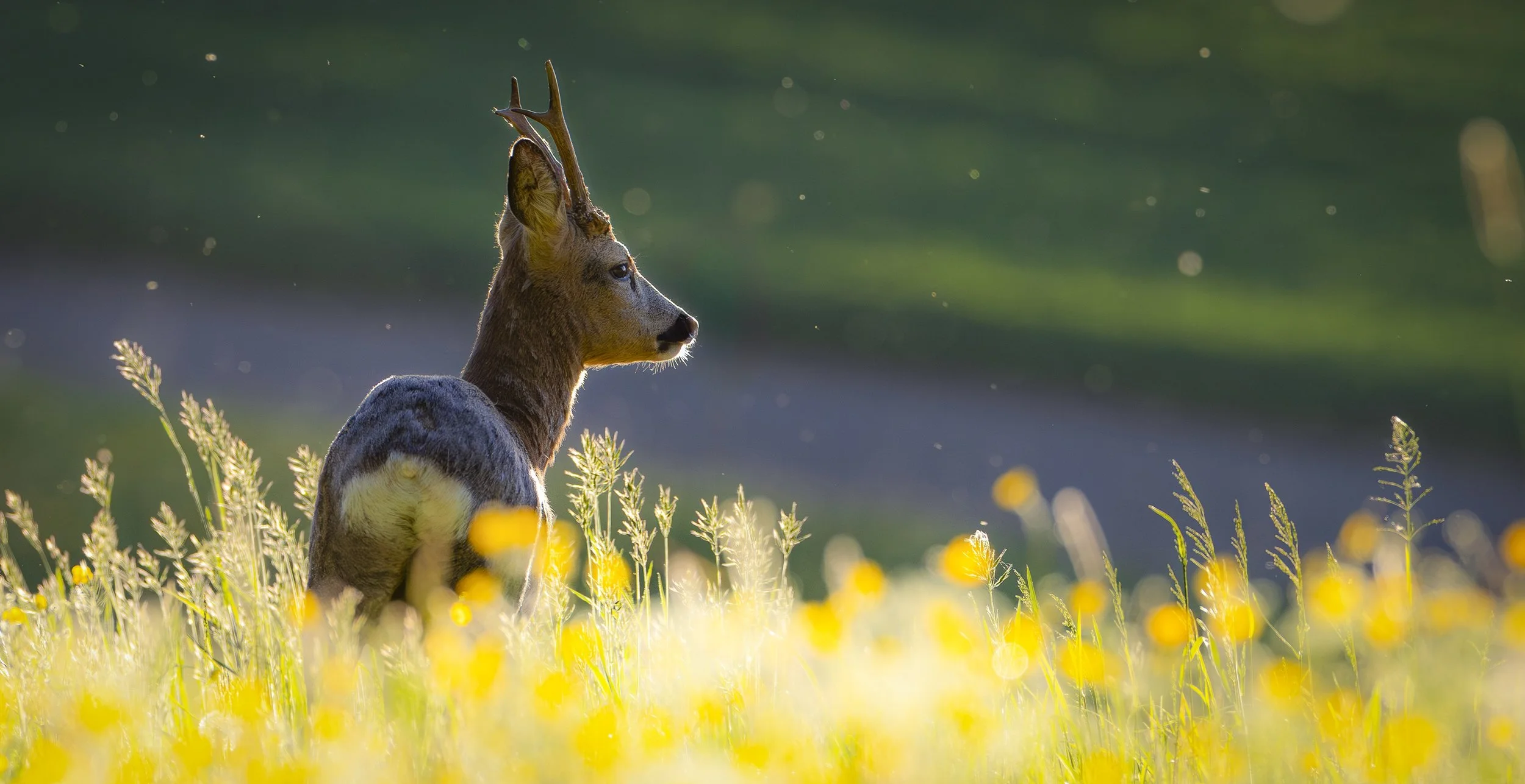 Stag-3.jpg
