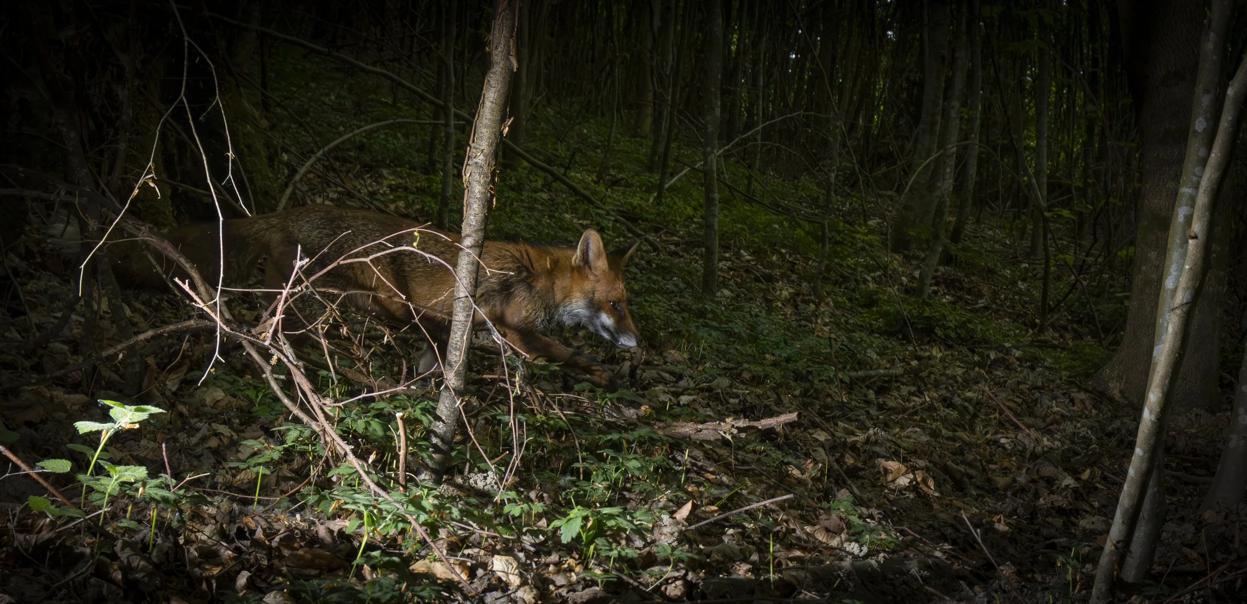 Fox Camera Trap.jpg