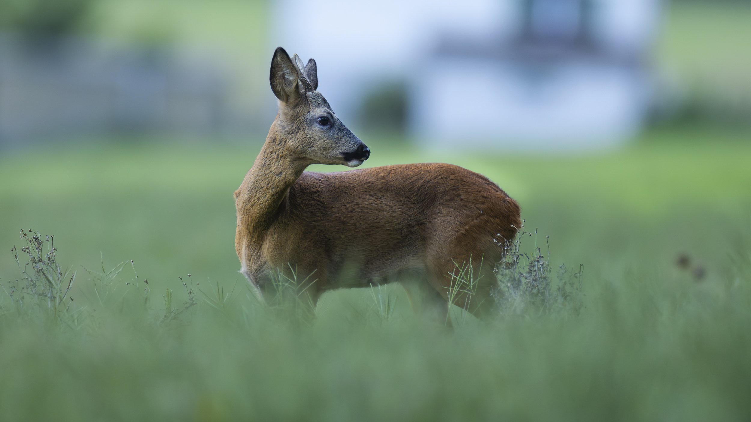 evening Roe Stag.jpg