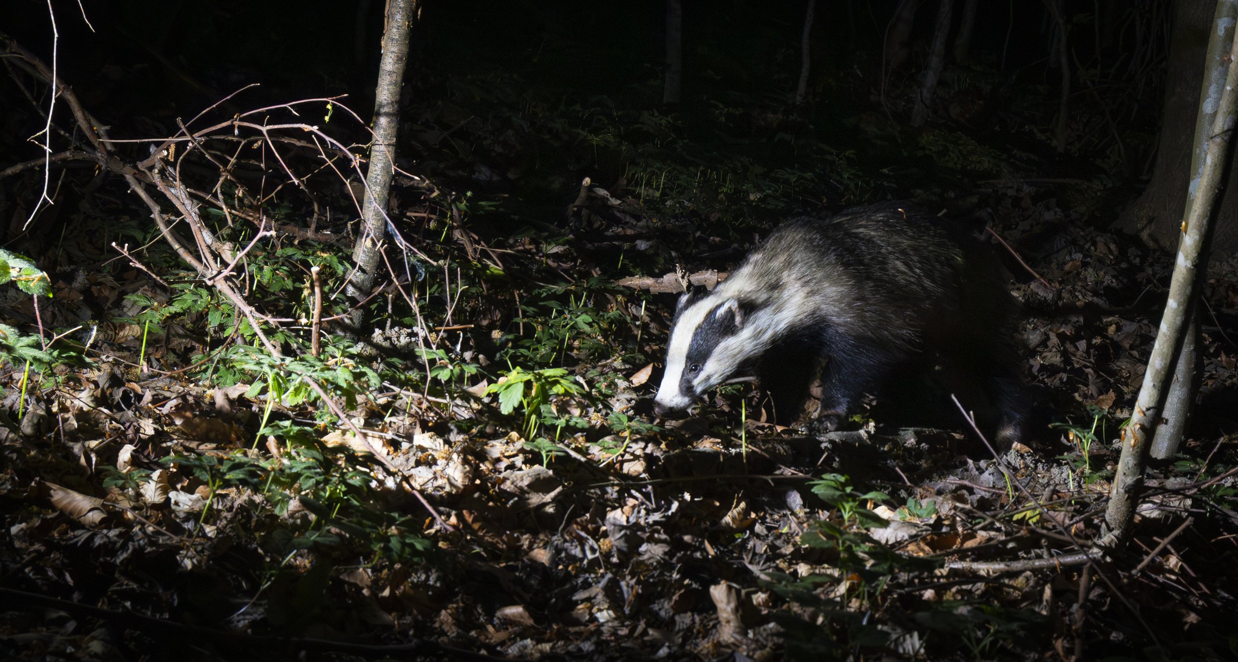 Badger Camera Trap-2.jpg
