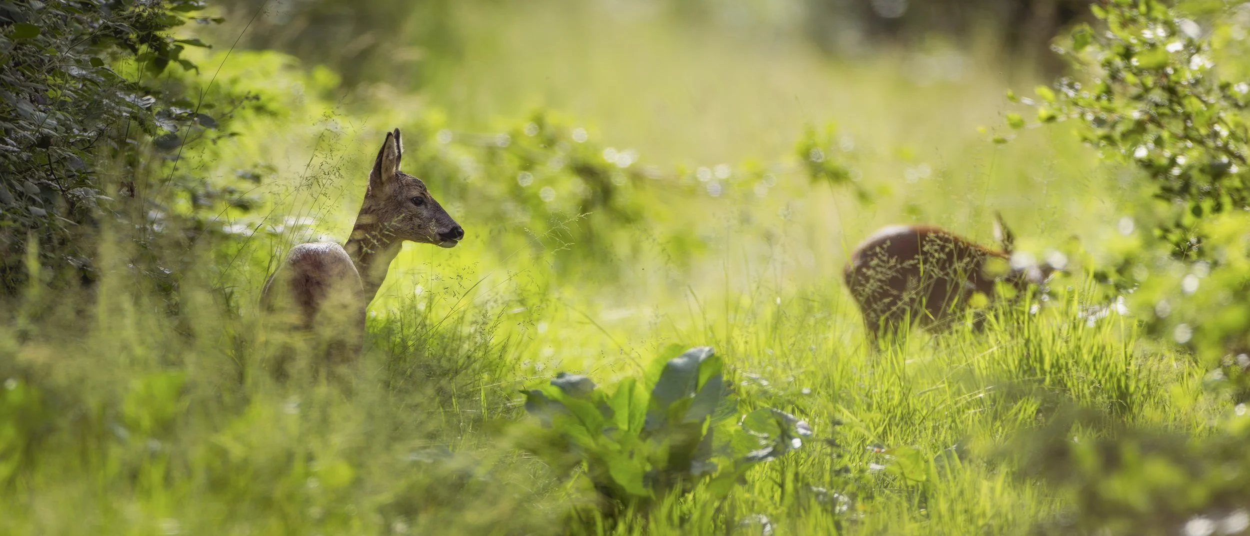 Deer 1.jpg