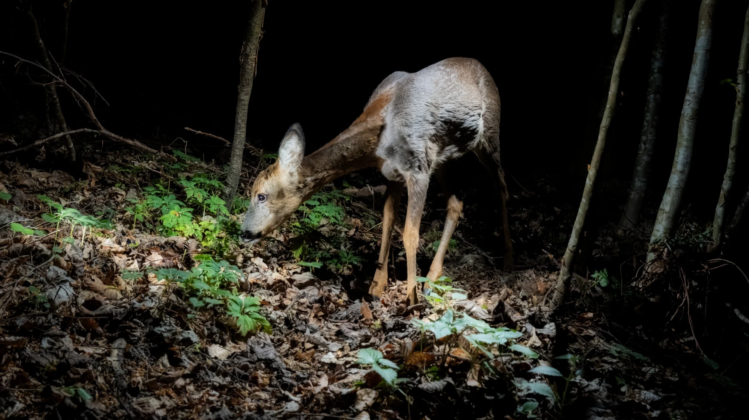 Camtrap Deer.jpg