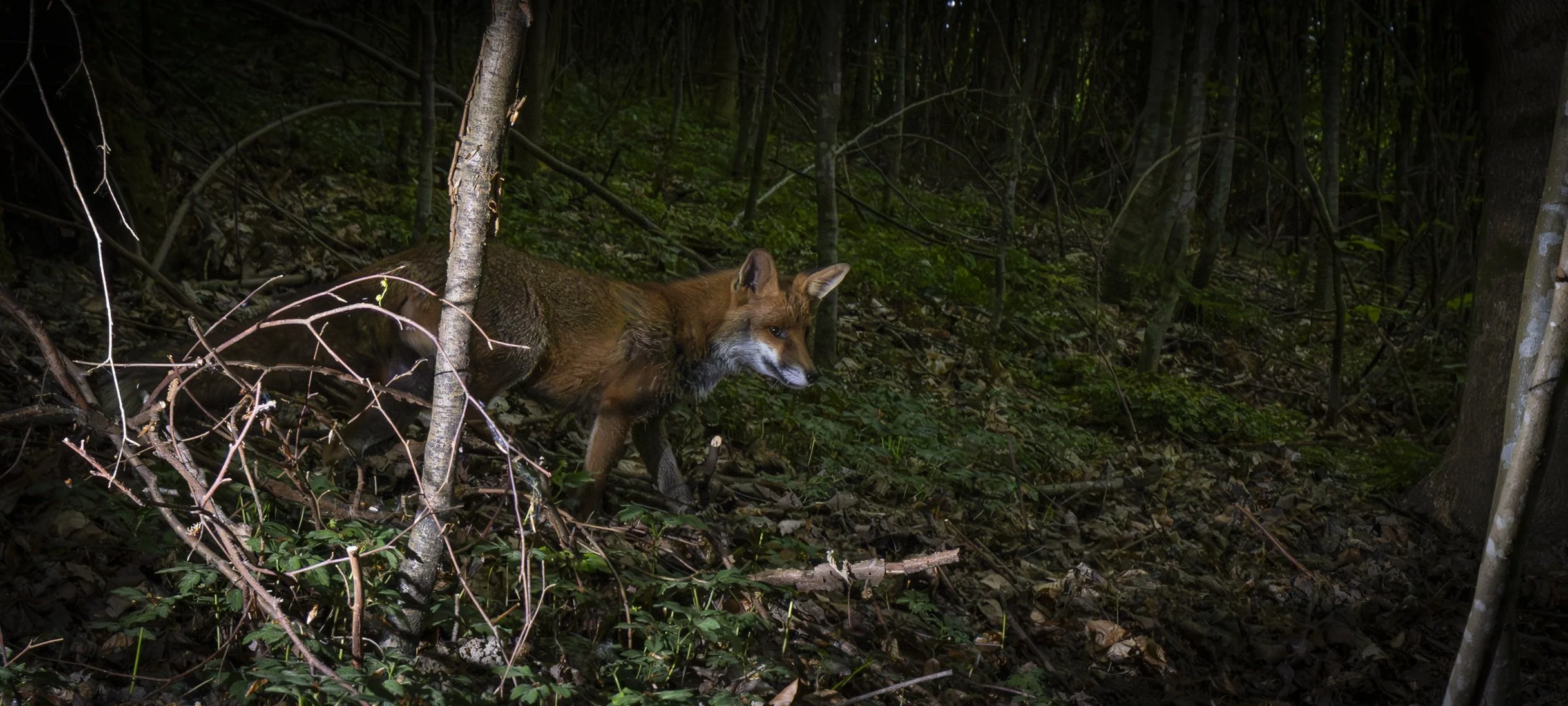 Fox Camera Trap-2.jpg