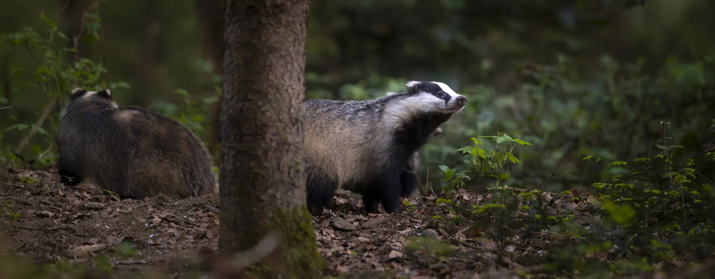 Badger 1.jpg