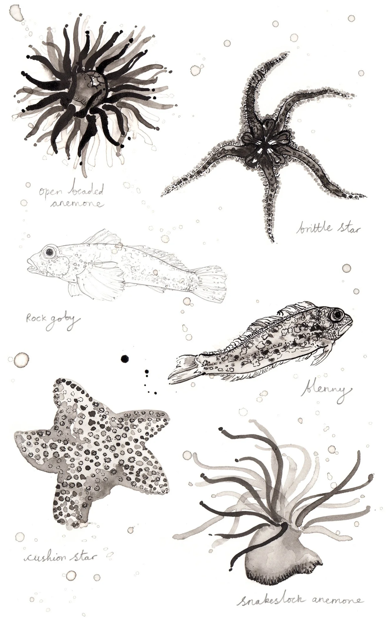 An illustration in black ink of fish and starfish