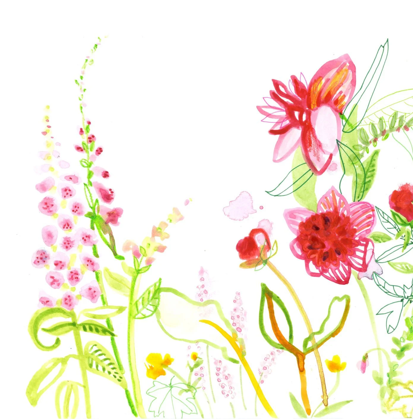 An illustration of foxgloves and peonies on a white background. The flowers are pinks and reds which bright green stems.