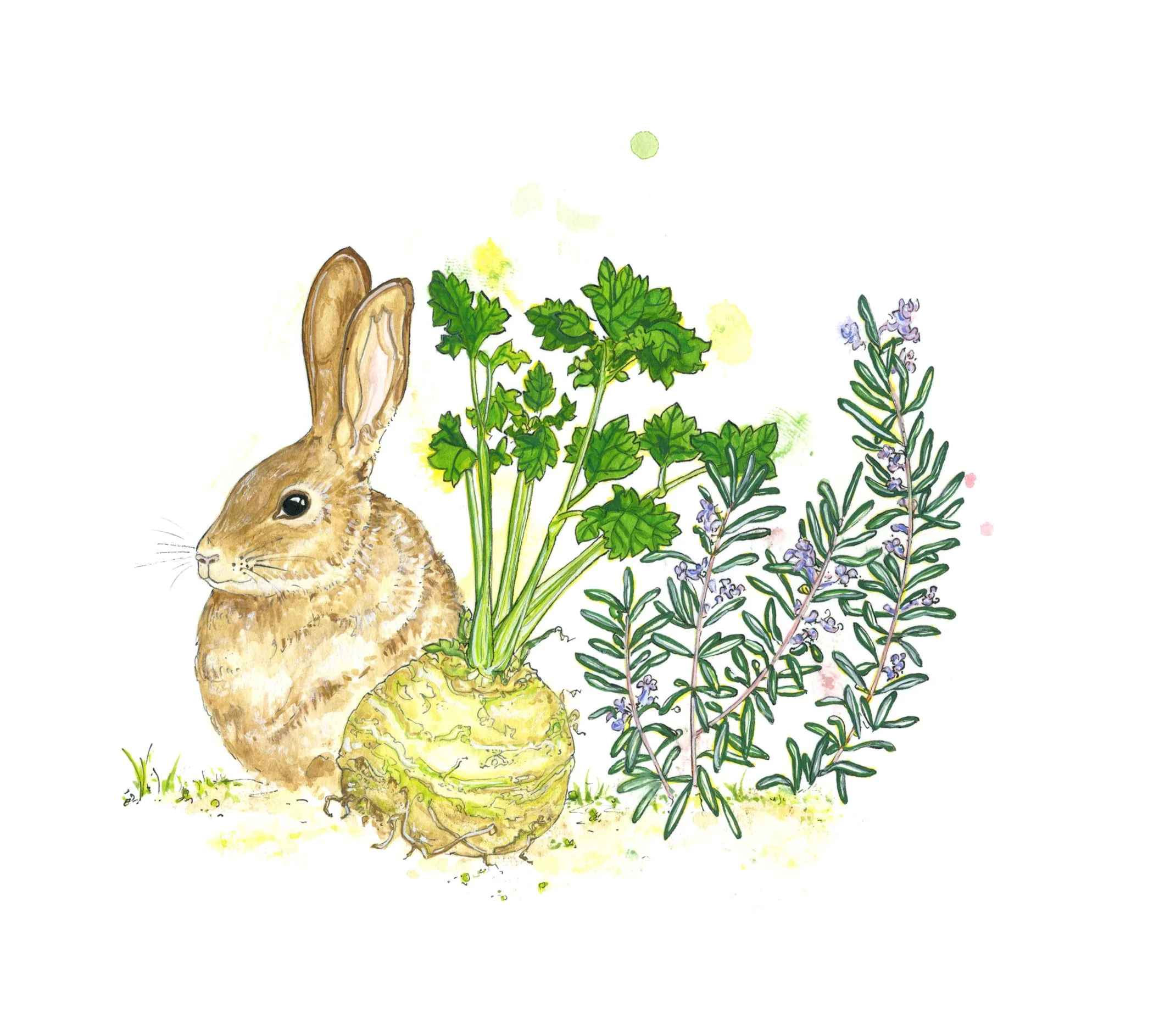 rabbit.jpg