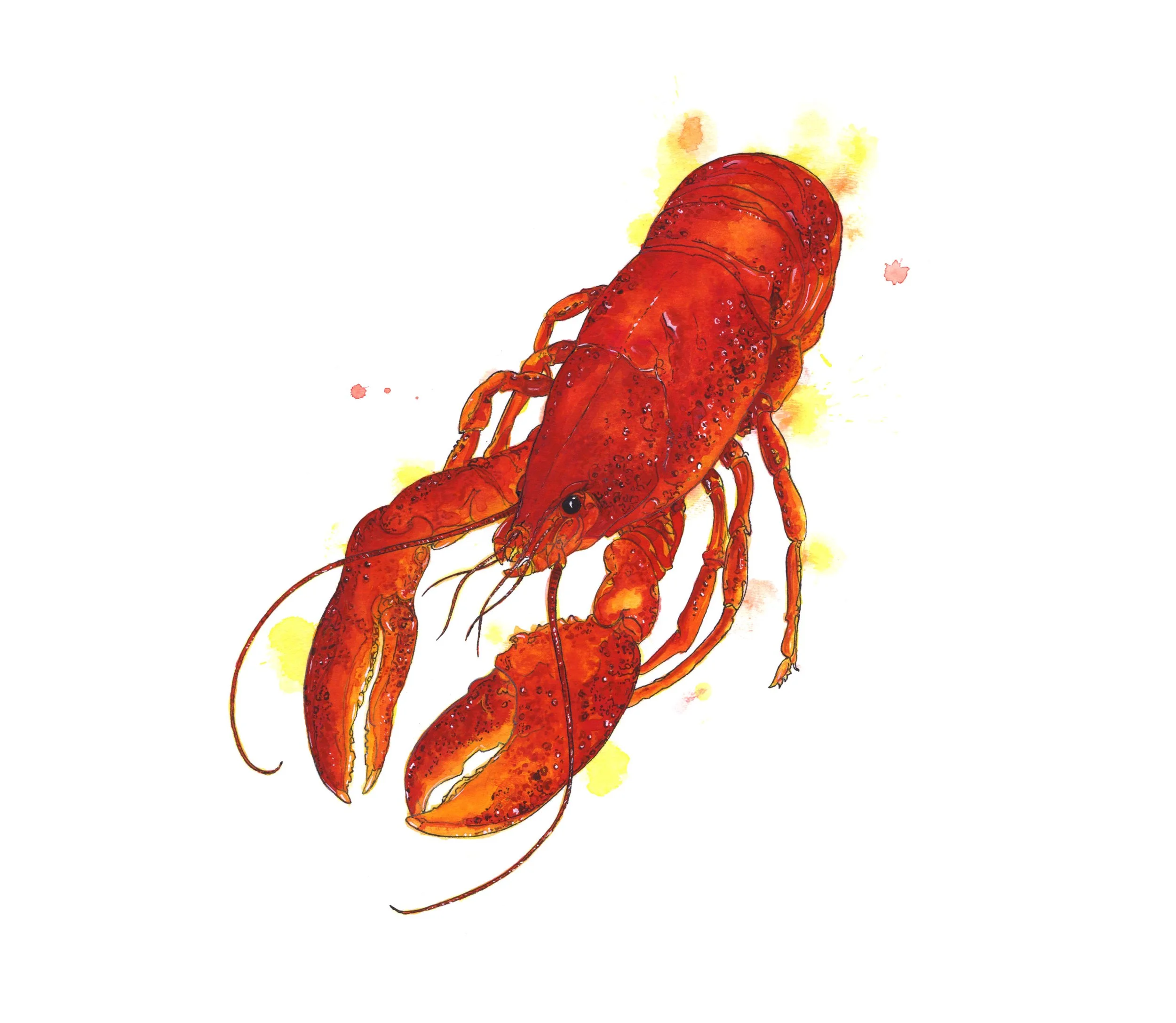 Lobster-full-size-art-work.jpg