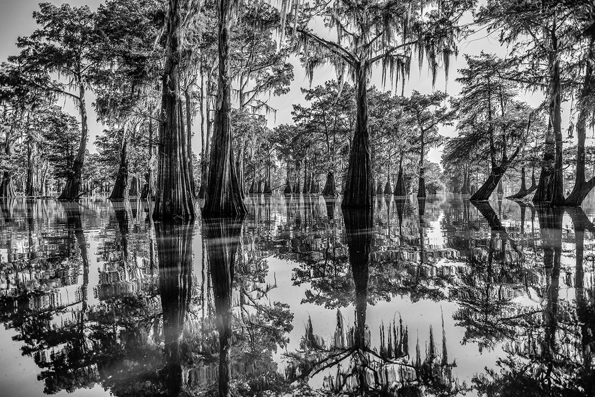 Bayou dreaming