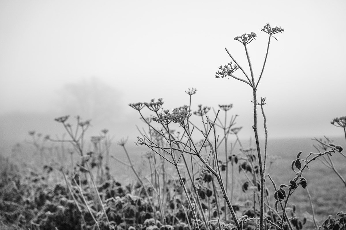 Nature's notes