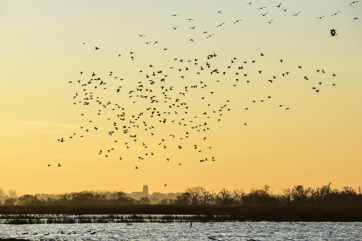 Geese over the marshes
