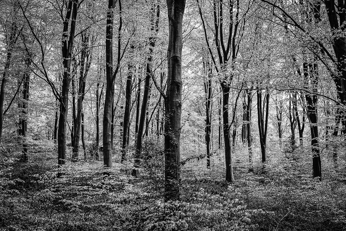 Amidst the beech