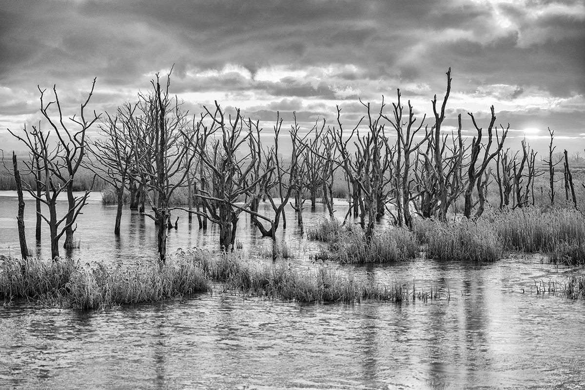 Ghost trees]