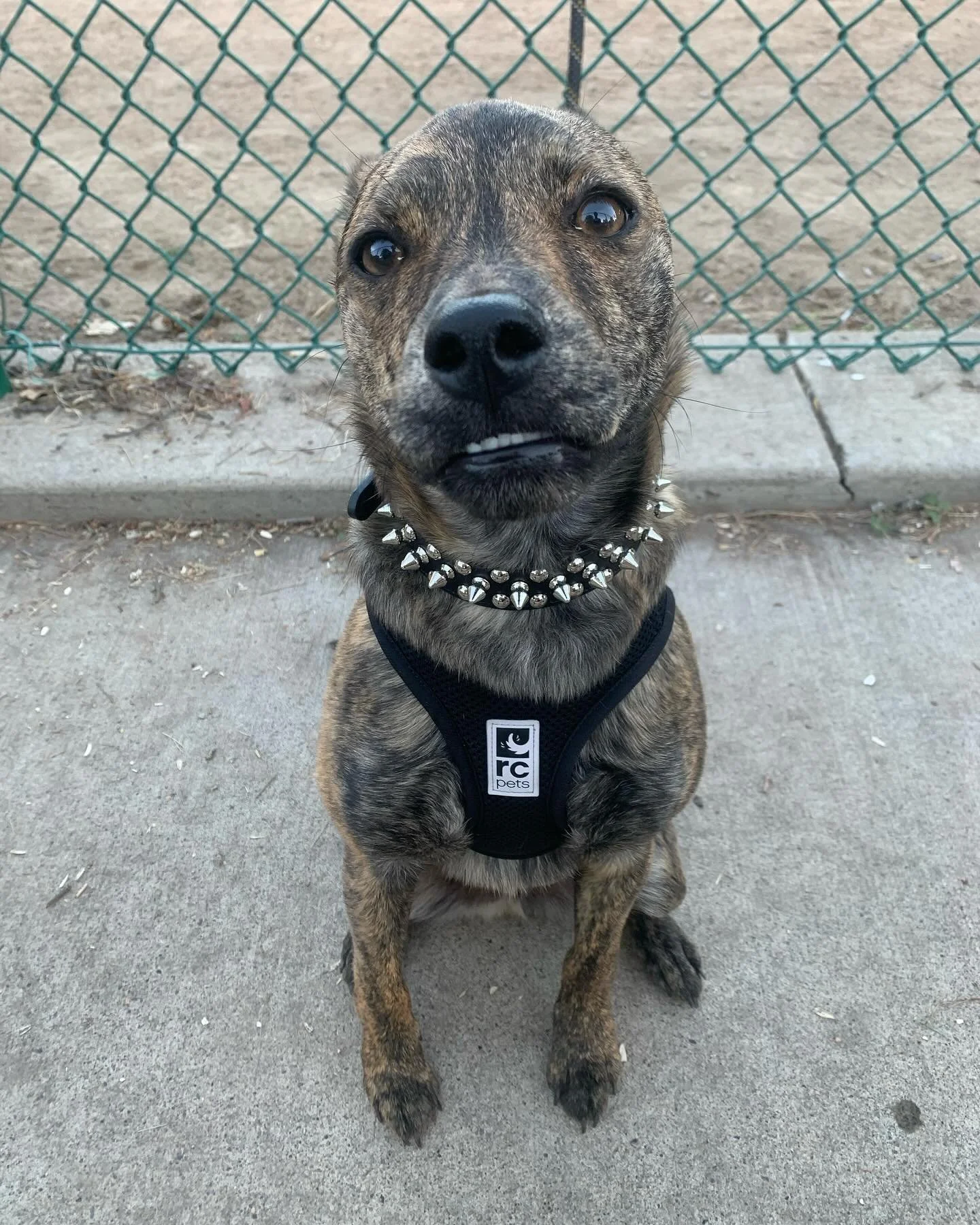 2 years with this little dude 🐷