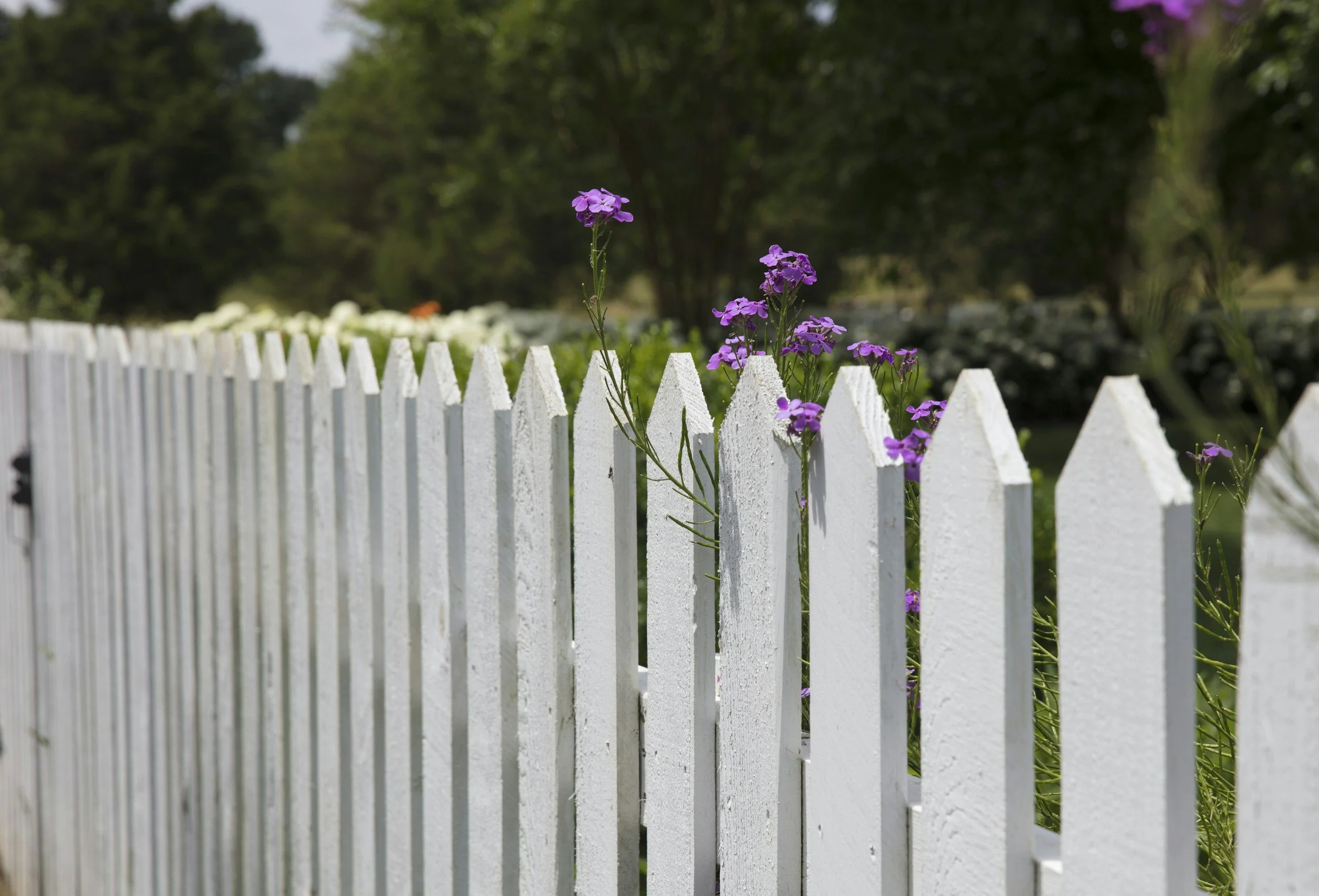 White picket fence with purple flowers growing through the slats, greenery and trees in the background.