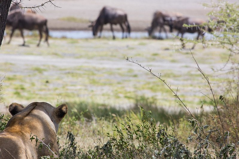 The Wildebeest Festival