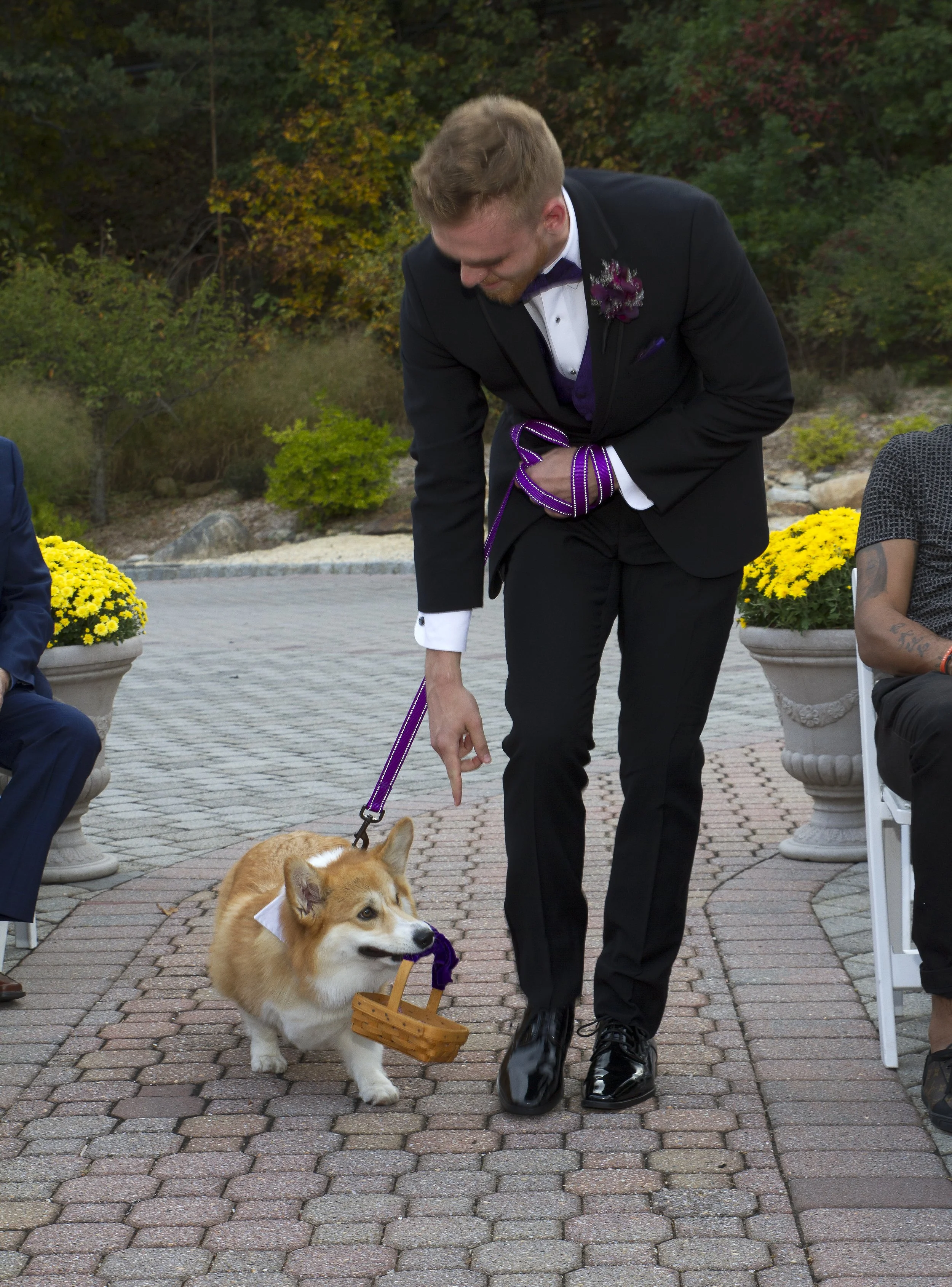 A man in a tuxedo is pointing at a corgi dog dressed as a ring bearer, which is carrying a small basket, during a wedding ceremony outdoors. The man is also wearing purple gloves and has purple accents on his tuxedo. The ceremony is set on a cobblest