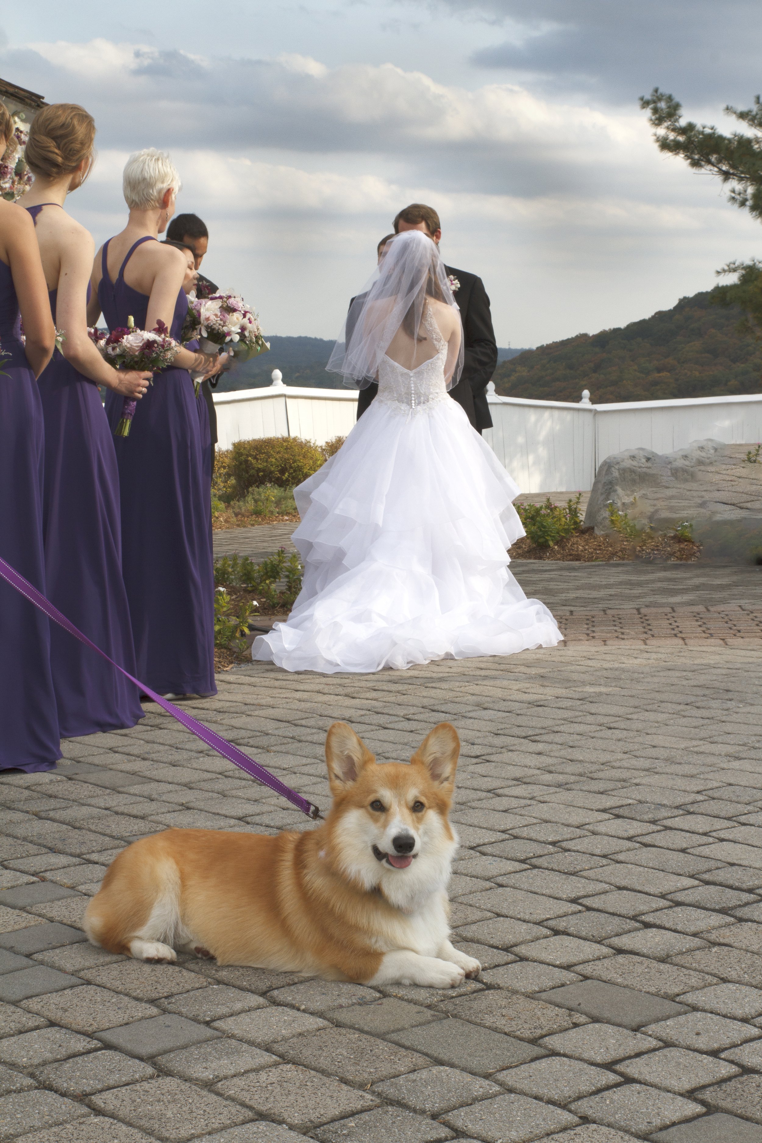Dog lying on brick pathway during outdoor wedding ceremony, with bride and groom, and bridesmaids in purple dresses in the background at the Views at Mount Fuji.