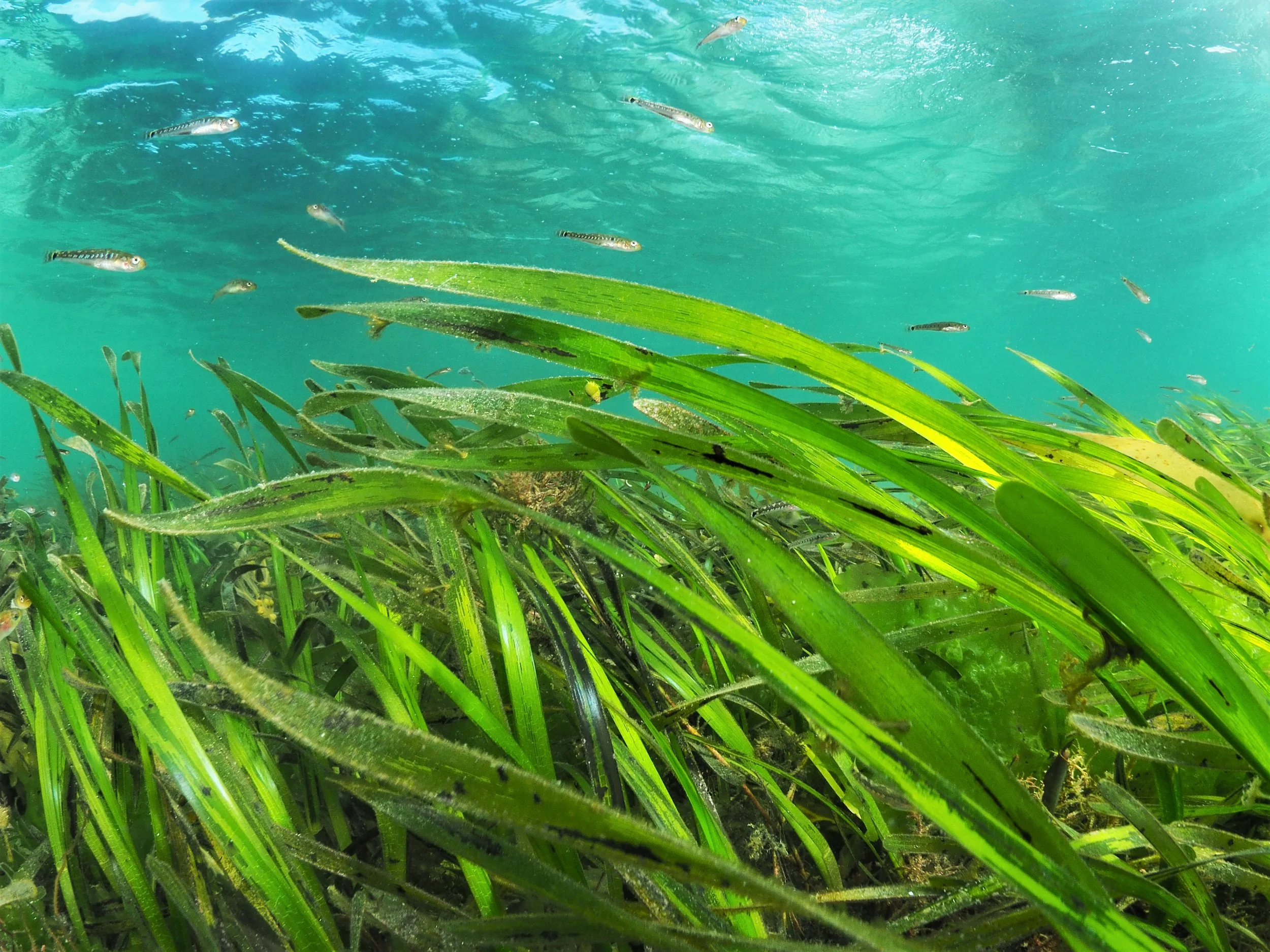 OceanImageBank_MichielVos_11.JPG