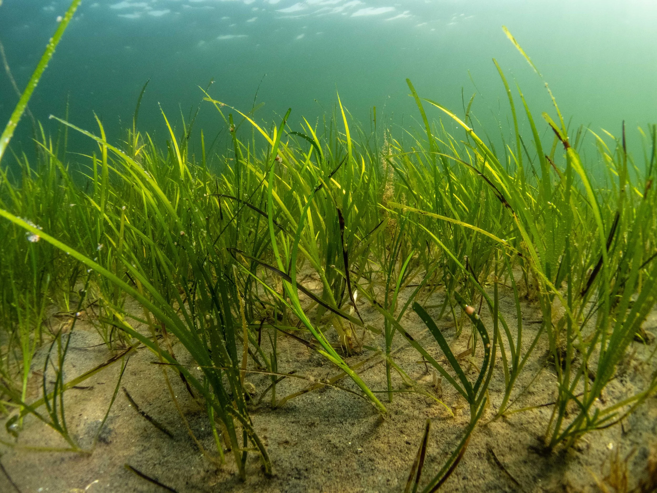 OceanImageBank_BenJones_43.jpg