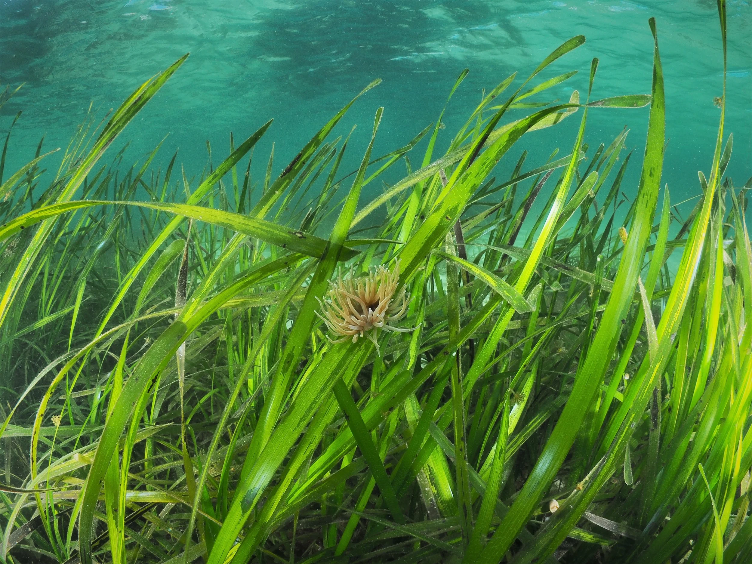 OceanImageBank_MichielVos_5.JPG