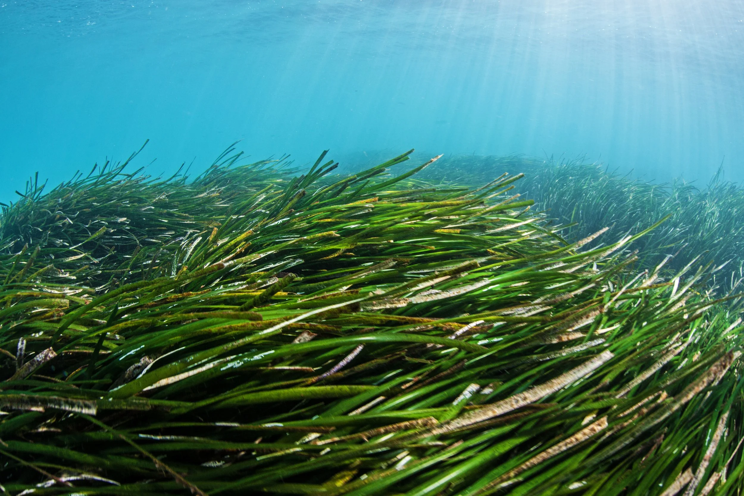 OceanImageBank_DimitrisPoursanidis_10.jpg