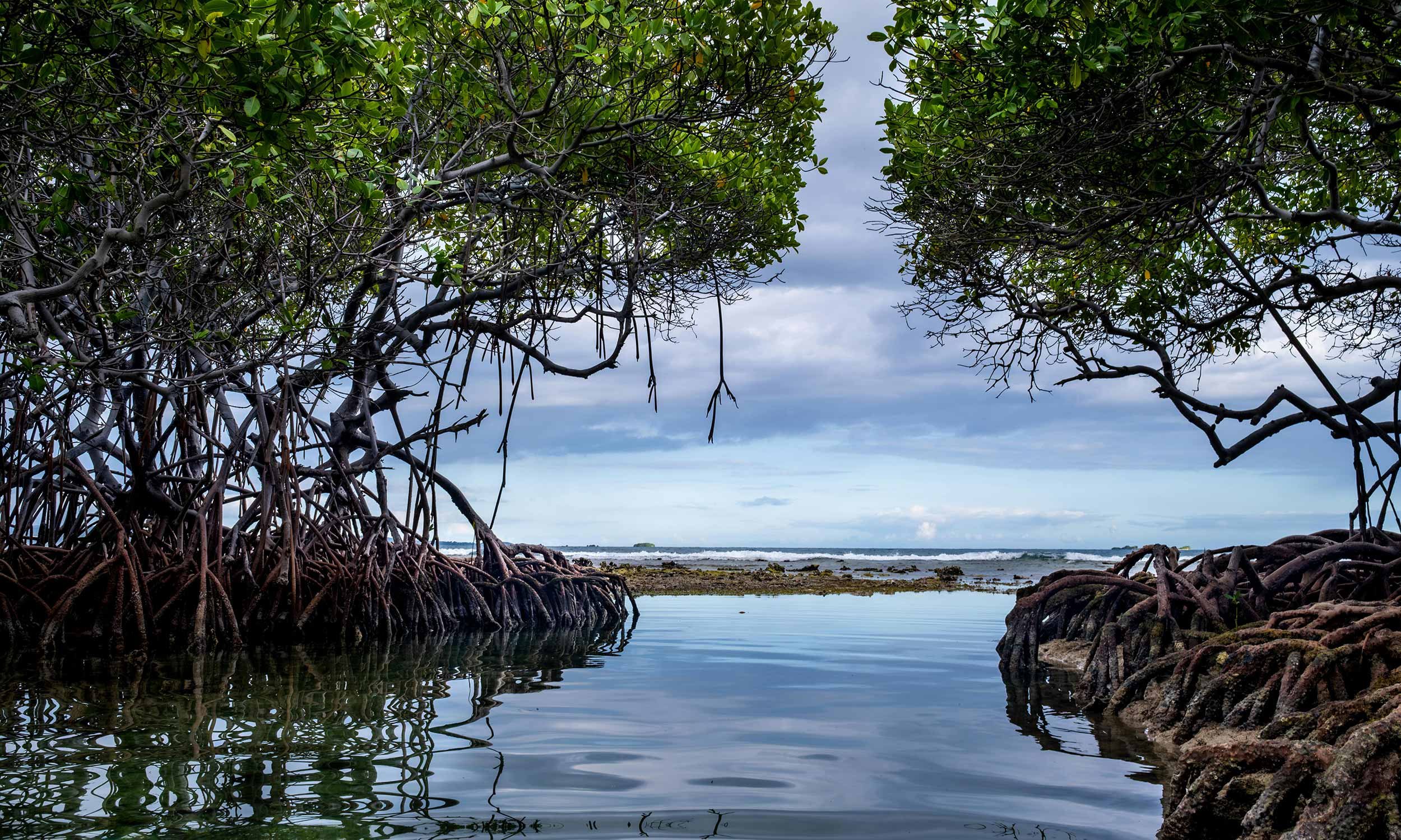 Mangrove trees with exposed roots growing along a coastal shoreline, with water in the foreground and a cloudy sky above.