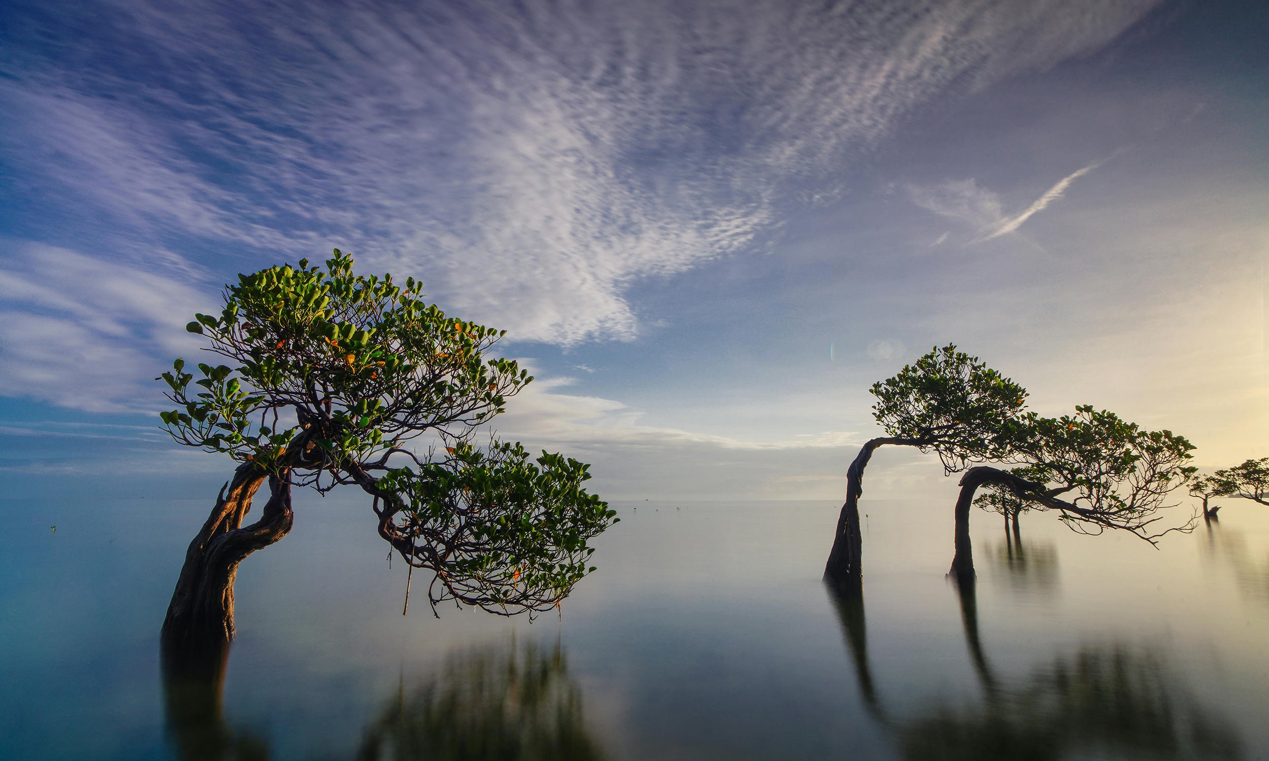 Three mangrove trees partially submerged in water with a cloudy sky and sunset in the background.