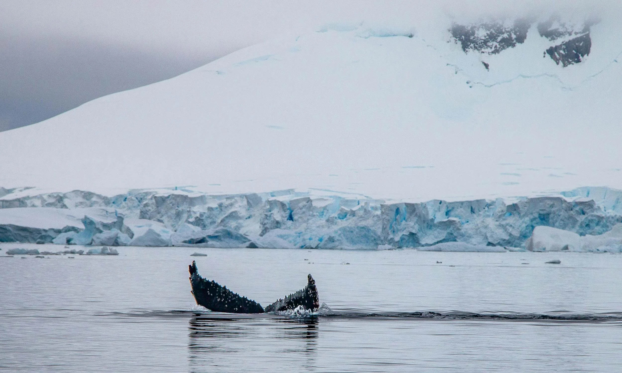 A whale's tail emerging from water with ice and snow-covered mountains in the background.