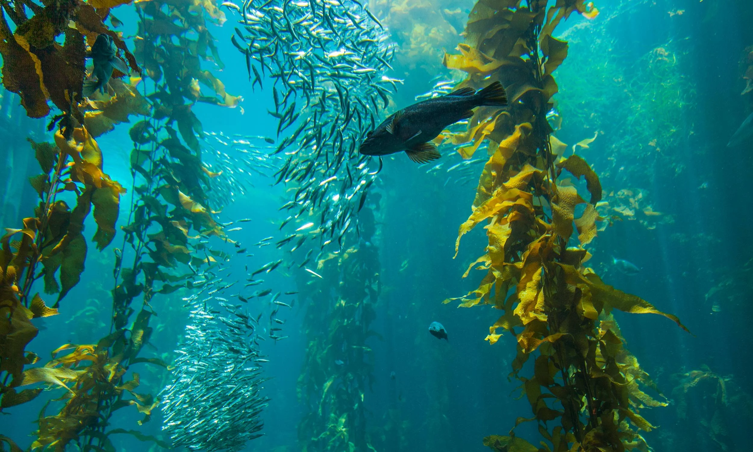 Underwater scene with seaweed and various fish, including a large fish swimming near the center, and a school of smaller fish in the background.