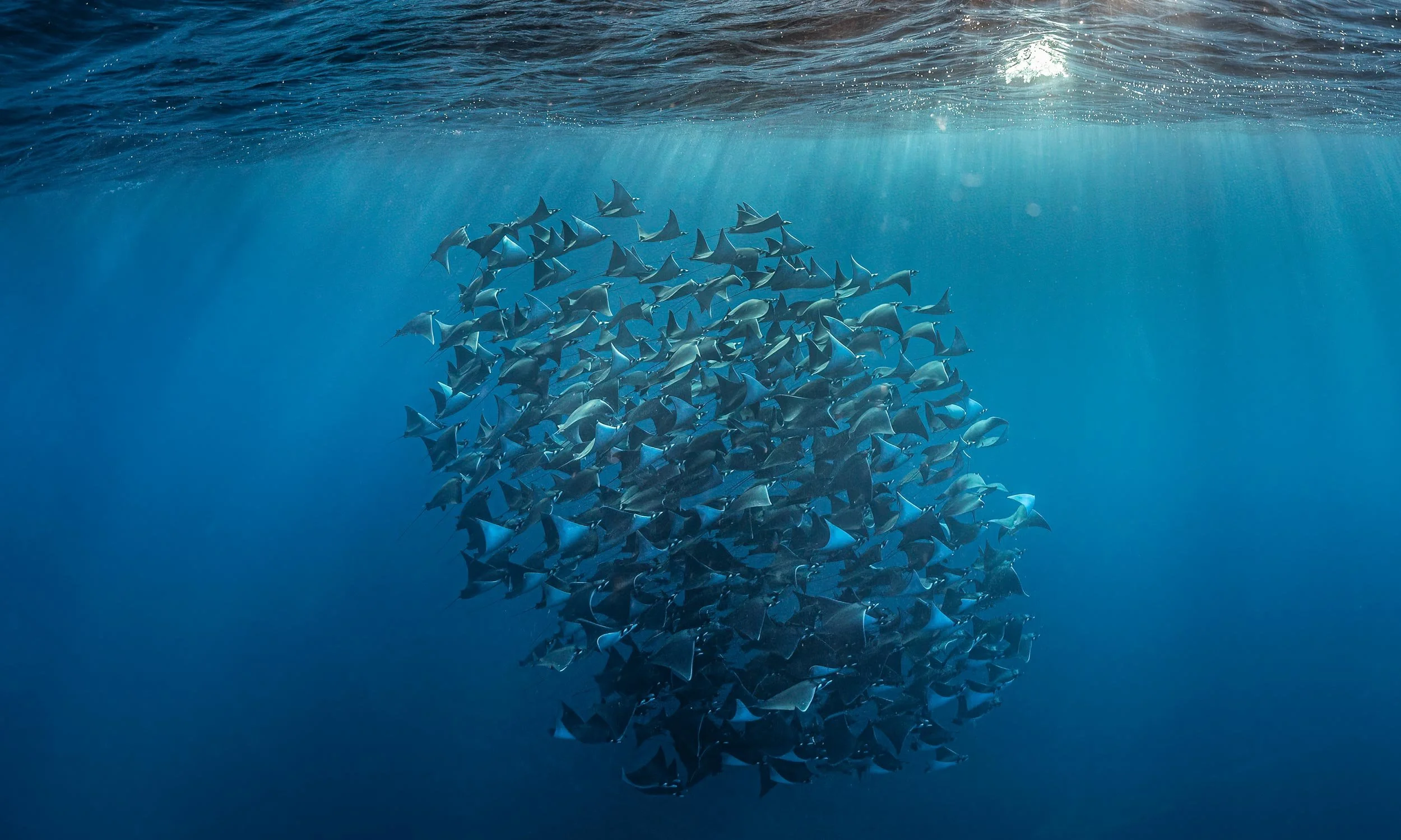 A large school of rays swimming underwater near the ocean surface with sunlight rays piercing the water.