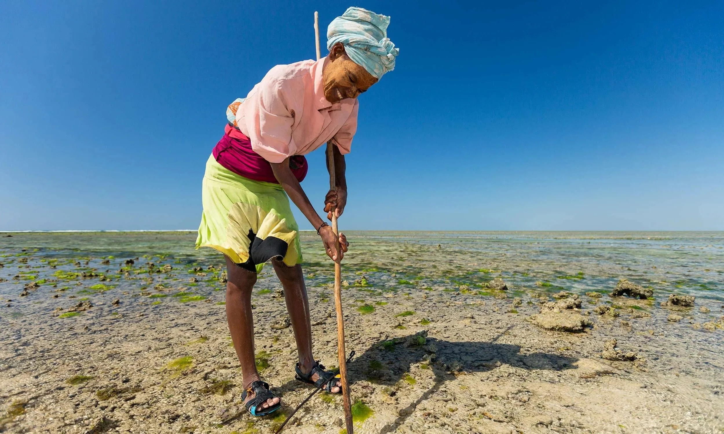 A woman in colorful clothing, including a headscarf, skirt, and sandals, is bent over, using a stick to hunt for octopus on a reef flat, under a clear blue sky.
