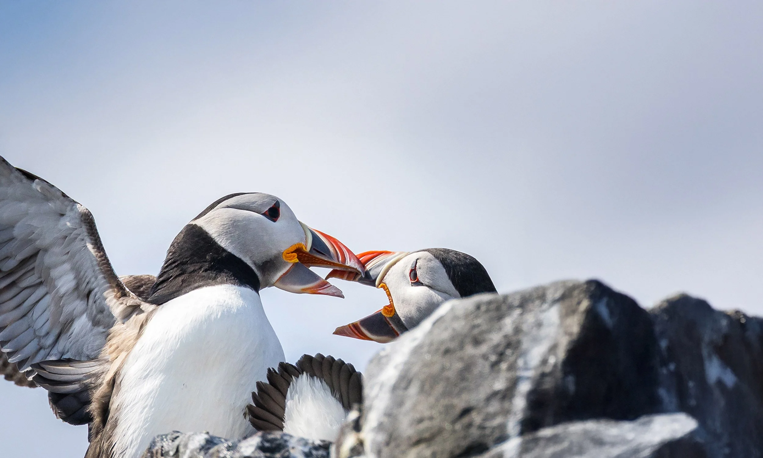 Two puffins on a rocky surface, facing each other with their beaks touching.