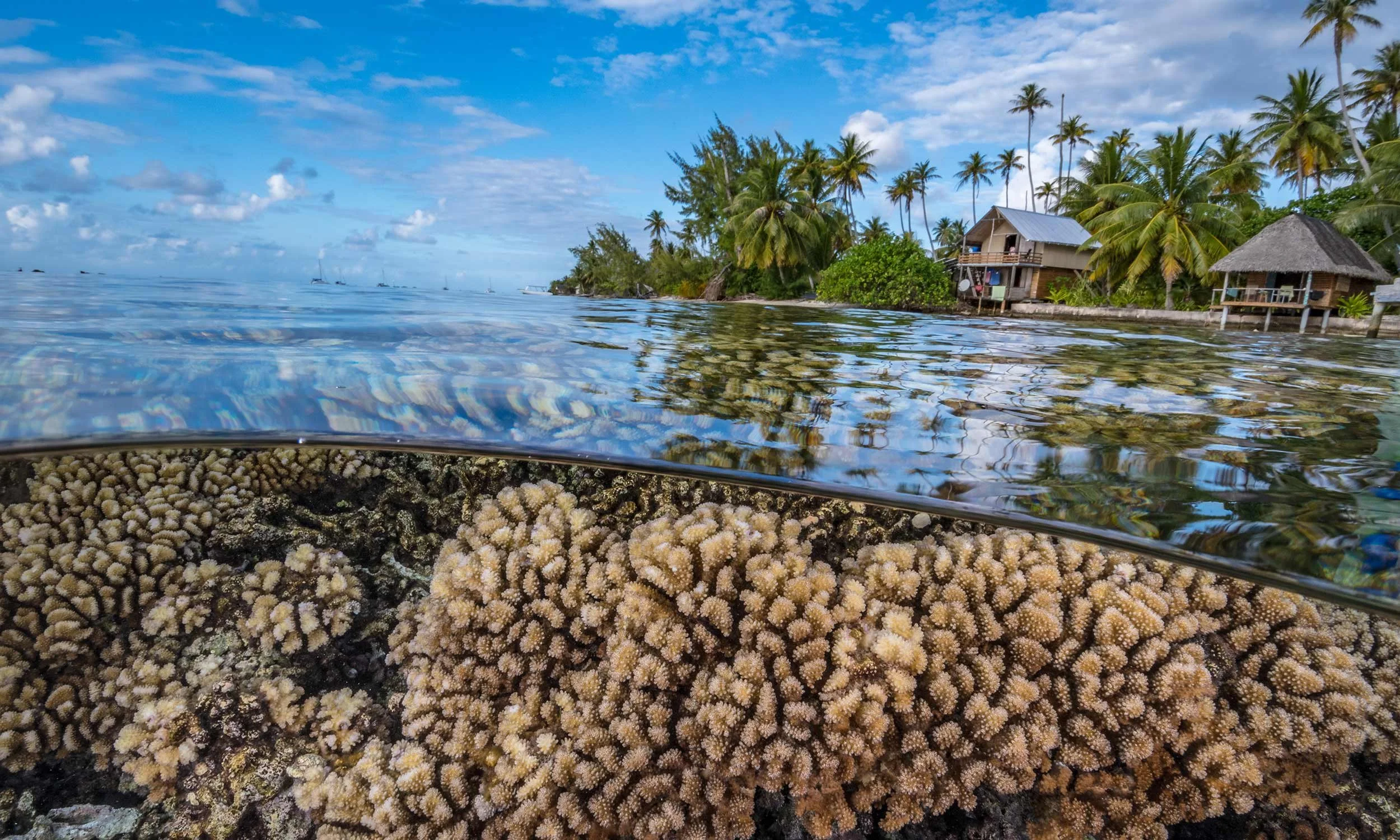 Underwater view of coral reef with houses and palm trees on shoreline in the background, blue sky with scattered clouds.