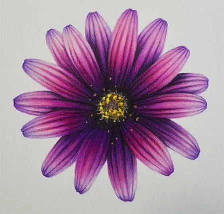 A close-up of a purple and pink flower with yellow stamens on a white background.