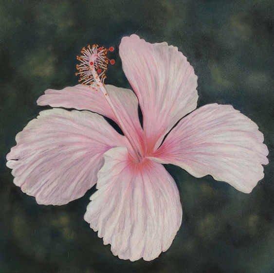 Hibiscus. 
Medium: PanPastel and Derwent pastel pencils on paper
Size: 30cm x 30cm